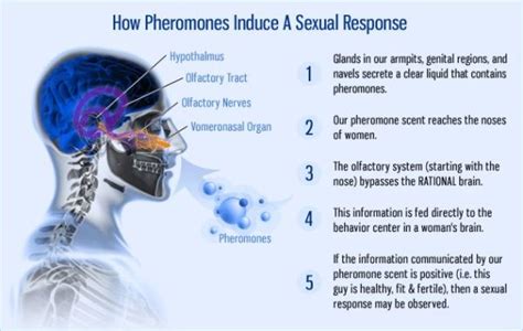 do men give off pheromones.